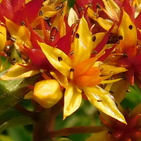 Sedum (Phedimus) middendorffianum var. middendorff
